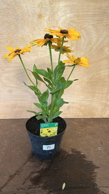 Lot 1075 - Rudbeckia Summerdaisys Yellow