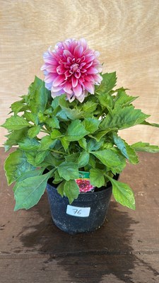 Lot 1076 - Dahlia Lubega Power Burgandy and White