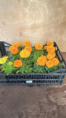 Lot 1077 - 4 x 4 Marigolds