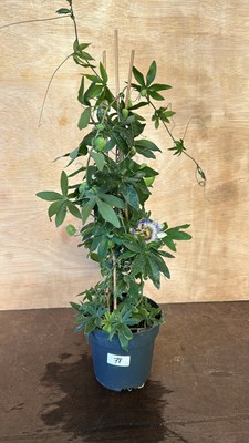 Lot 1078 - Passionflower Blooming Dreams