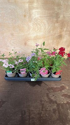 Lot 1079 - tray of 10 mixed Verbena