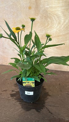 Lot 1080 - Echinacea Skipper Yellow