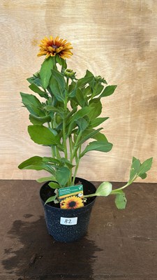 Lot 1082 - Rudbeckia Summerdaisys Double Dark Ring