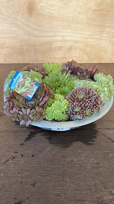 Lot 1083 - Sempervivum bowl - Hardy Succulents
