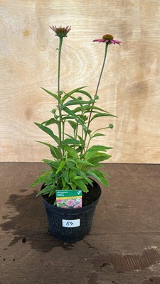 Lot 1084 - Echinacea Papello Globe Rose