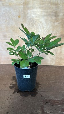 Lot 1085 - Shirley Temple Peony