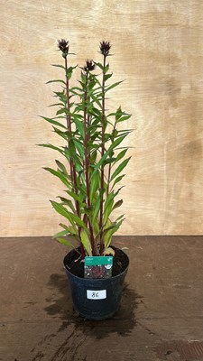 Lot 1086 - Lobelia Fanship Burgandy