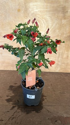 Lot 1087 - Patio Abitilon
