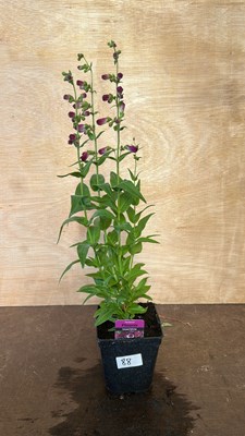 Lot 1088 - Penstemon Phoenix Violet/White