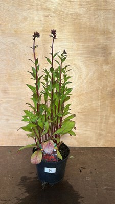 Lot 1090 - Lobelia Fanship
