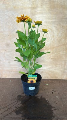 Lot 1091 - Rudbeckia double dark ring