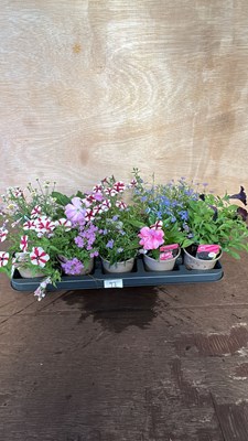 Lot 1092 - Tray of 10 basket plants