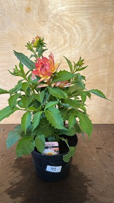 Lot 1093 - Dahlia Gallery Pablo