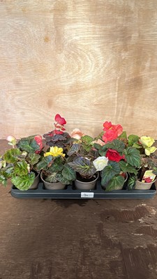 Lot 1094 - tray of 10 begonia