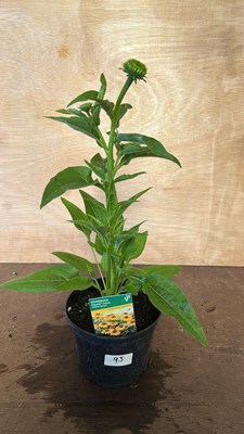 Lot 1095 - Echinacea Papello Golden Apricot