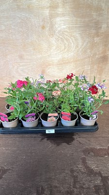 Lot 1096 - tray of 10 mixed basket plants