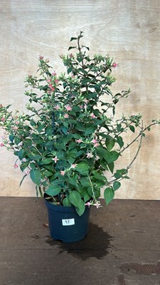 Lot 1097 - Hardy star Fuchsia