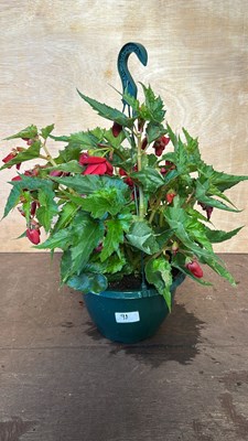 Lot 1098 - Hanging pot with Begonias