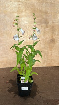 Lot 1099 - Apple Blossom Penstemon