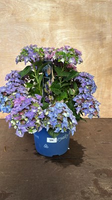 Lot 1100 - Royalty collection Hydrangeas Lady Mata Hari Blue