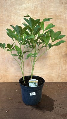 Lot 1101 - Jan Van Leeuwen Peony