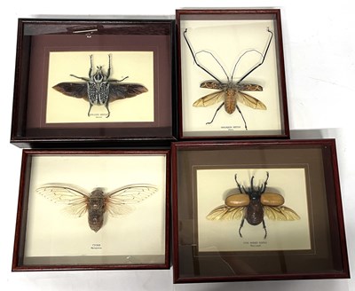 Lot 268 - A group of four taxidermy insects comprising a...
