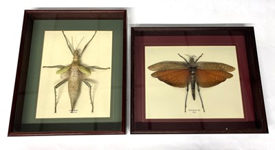 Lot 269 - A taxidermy Malaysian Giant Stick Insect or...