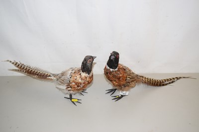 Lot 562 - Pair of model pheasants