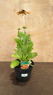 Lot 1001 - Rudbeckia Summerdaisies Orange Bicolor