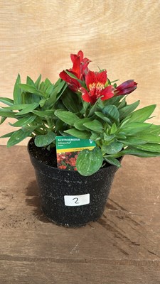 Lot 1002 - Alstromeria Inticancha Doba