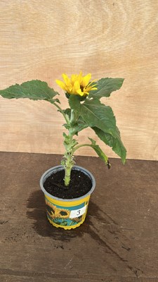 Lot 1003 - potted sunflower
