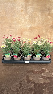 Lot 1004 - tray of 10 mixed Marguerittes