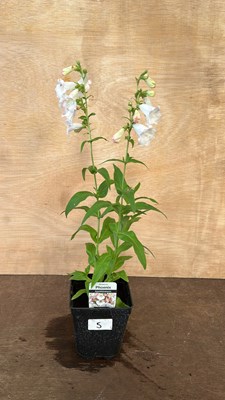 Lot 1005 - Penstemon Apple Blossom