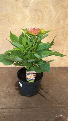 Lot 1006 - Dahlia Pablo
