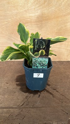 Lot 1007 - Hosta Aureomarginata