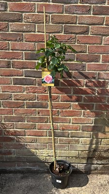 Lot 1008 - Standard Rose Elle