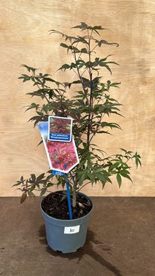 Lot 1010 - Acer Palmatum Altropurpeum