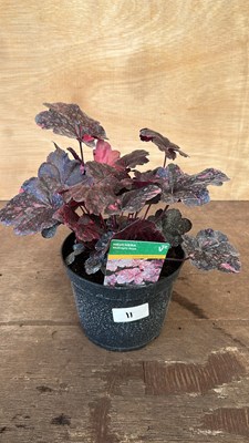 Lot 1011 - Heuchera Midnight Rose