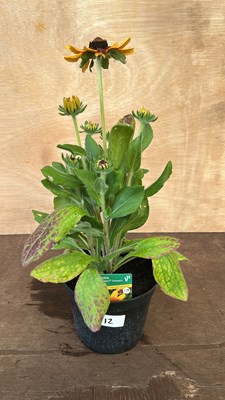 Lot 1012 - Rudbeckia Summerdaisys Compact Red Ring