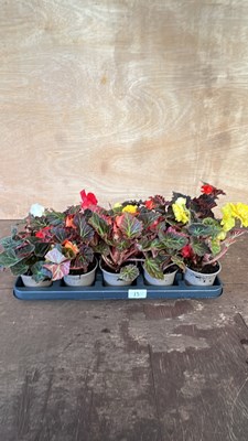 Lot 1013 - Tray of 10 Begonias