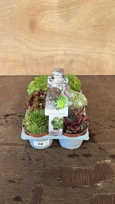 Lot 1014 - pack of 6 Sepervivum hardy succulents