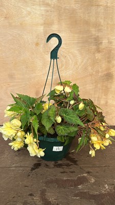 Lot 1015 - Hanging pot of Begonias