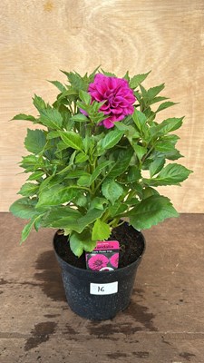 Lot 1016 - Dahlia Dark Rose