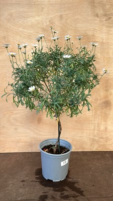 Lot 1017 - Standard Daisy Marguerite