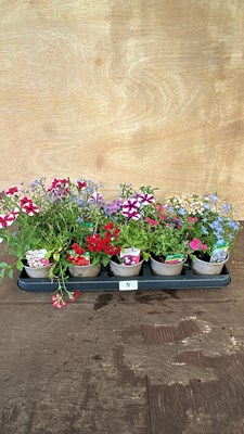 Lot 1018 - tray of 10 mixed basket plants