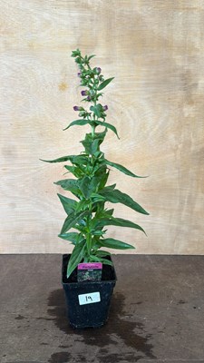 Lot 1019 - Penstemon Violet