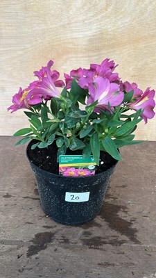 Lot 1020 - Alstromeria Sunstar