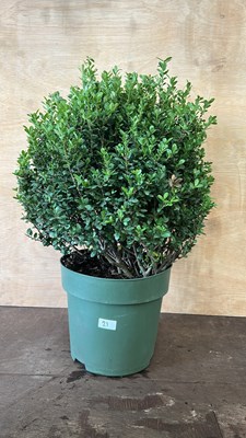 Lot 1021 - Large Ilex Topiary Ball