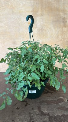 Lot 1022 - Hanging pot of tomatoes