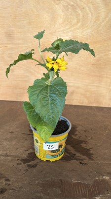 Lot 1023 - Potted sunflower